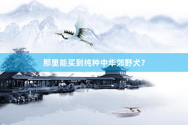 那里能买到纯种中华郊野犬？